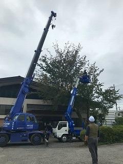 武道場前　桜伐採