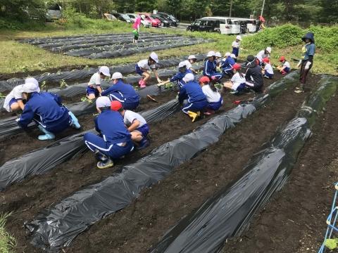 さつま植え