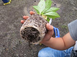 植え替えの様子２