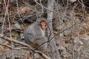 お山のサル