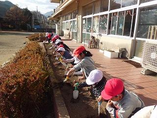 球根植え