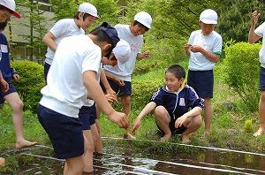 田植え