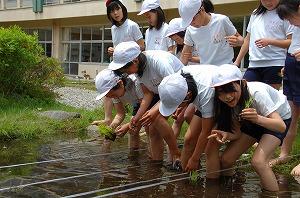 田植え