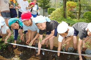 田植え