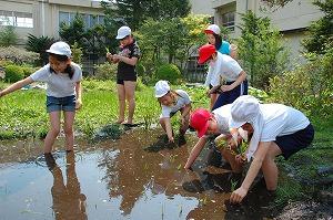 田植え