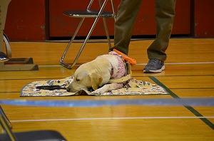 盲導犬体験教室
