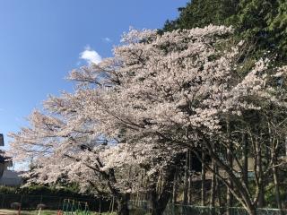 桜　20200407　001